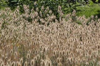Lagurus ovatus, bunny tail grass, in full bloom
