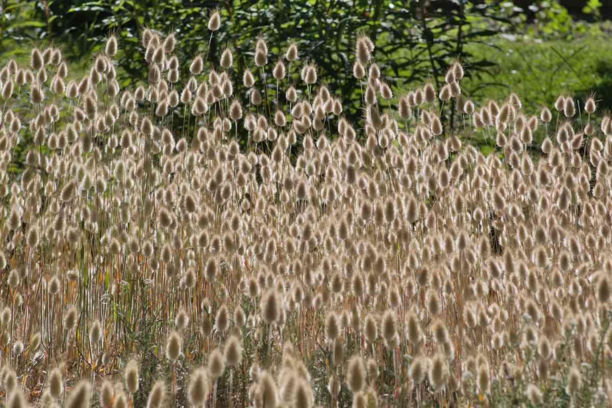 Lagurus ovatus, bunny tail grass, in full bloom