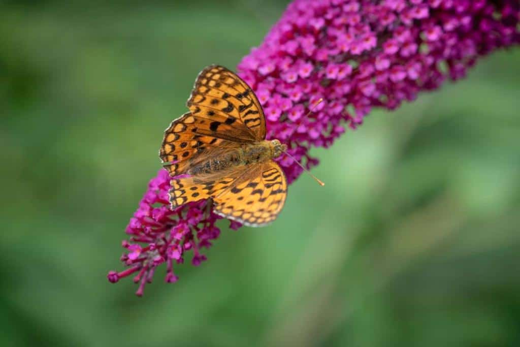 Butterfly bush