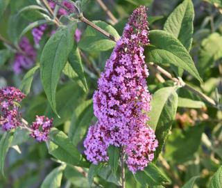 Caring for butterfly bush ensures great blooming