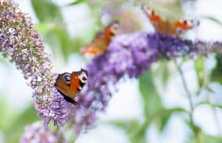 Landscaping with butterfly bush