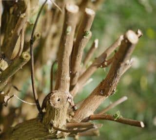 Pruning a butterfly bush