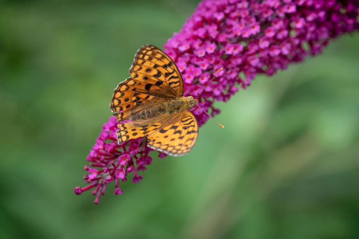 Butterfly bush