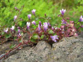 Capstone atop a stone wall with blooming Coliseum ivy