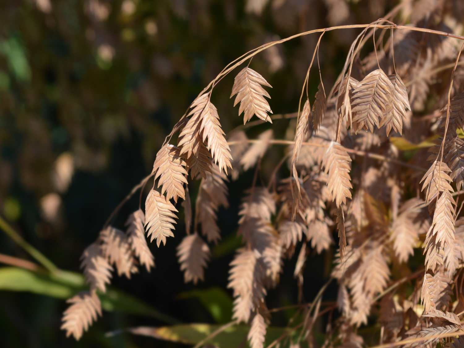 Chasmanthium latifolium, northern wood-oats