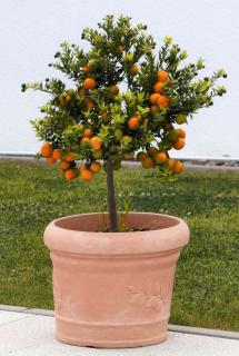 Potted citrus do very well, all they need is fertilizer