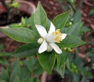 Myrtle-leaf citrus, Citrus myrtifolia flower