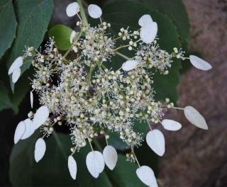 Garden with a shaded wall? Plant Schizophragma hydrangeoides!