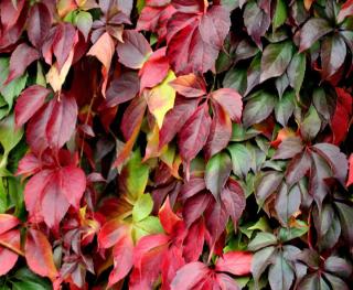Virginia creeper vine in fall, covering a wall