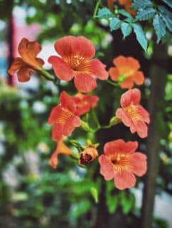 In full sun, trumpet vine will bloom and grow lush