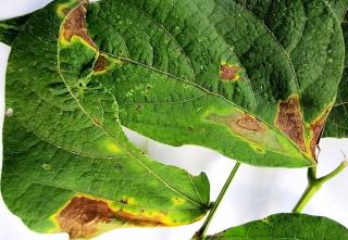 Common bean blight symptoms include spots and wilting