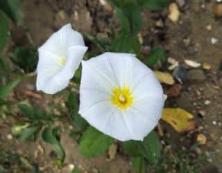 Planting guide to start convolvulus off well