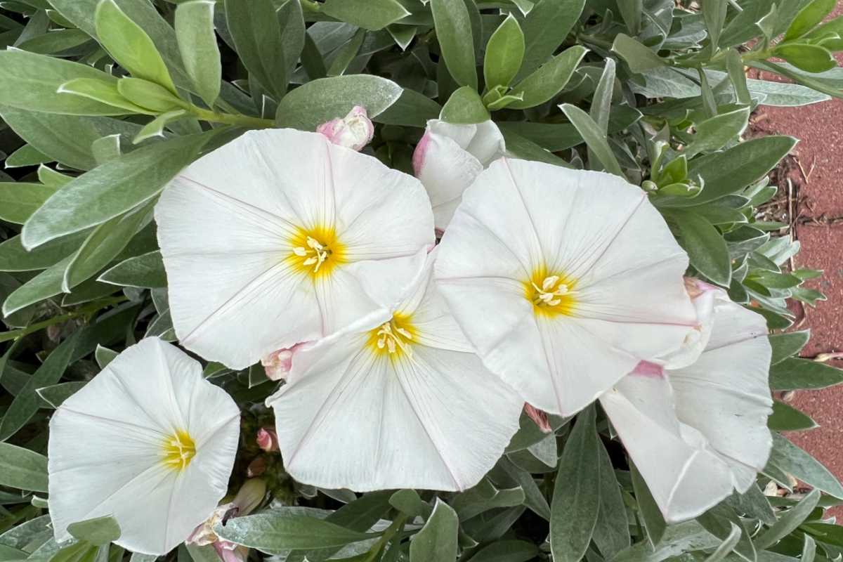 Convolvulus is a shrubby bush that bears flowers identical to those of bindweed