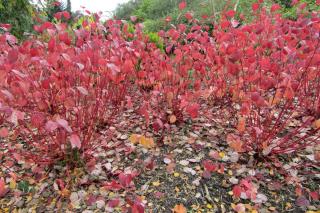 Cornus alba in fall