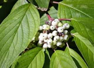 Berries forming on a cornus alba branch