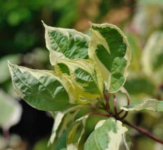 Proper care for cornus alba, all varieties