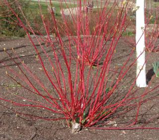 Pruning lets cornus alba start back from the stump