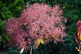 Cotinus in a pot