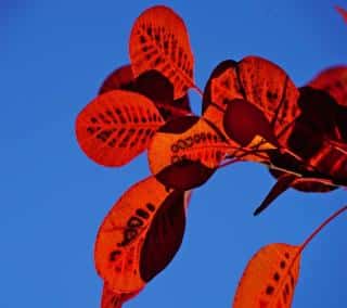 Caring for cotinus barely even includes pruning