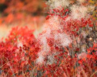 Landscaping with cotinus, here in fall