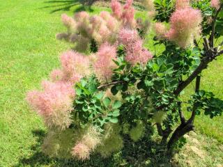 How to plant cotinus