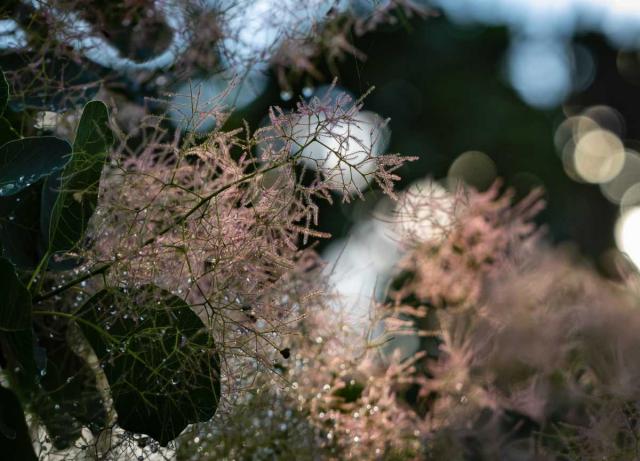 Propagate cotinus through cuttings or layering