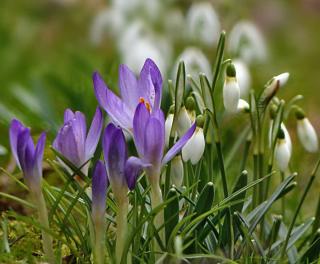 Crocus and snowdrop often bloom in february