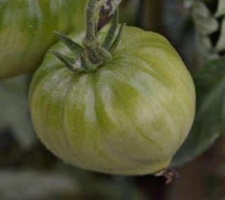 Harvest cuor di bue when it's already very ripe