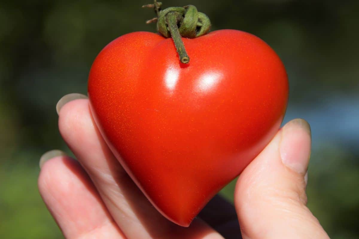 Cuor di bue tomato, here a small one