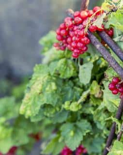 Currant, here the red one, growing vertically in a small orchard