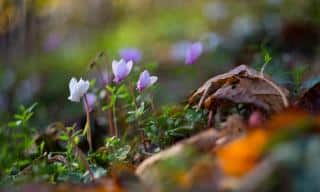 Cyclamen meaning sorrow