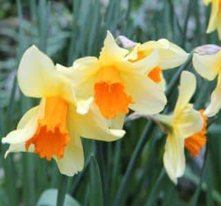 March is the spring month of daffodils
