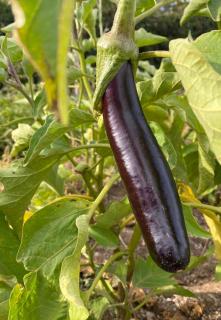 Long and violet de barbentane eggplant