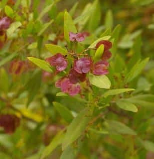 Caring for dodonea shrubs