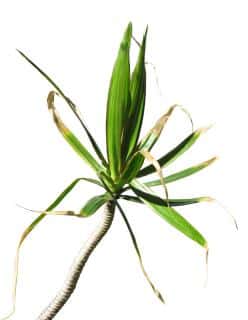Dracaena leaves dry out and fall in case of long drought