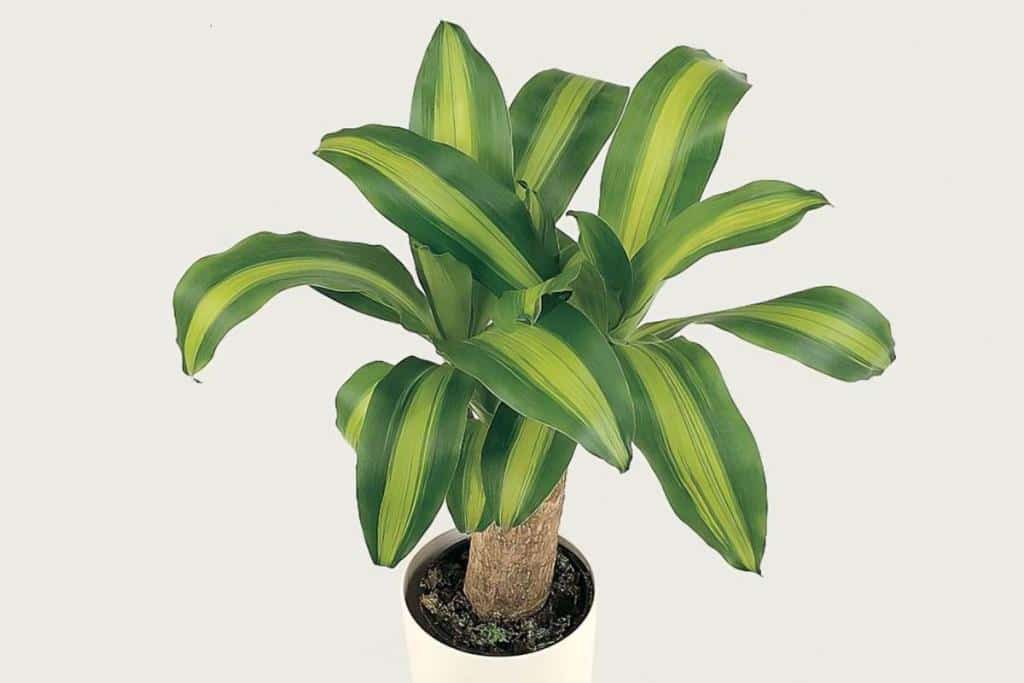 Kane Tree Dracaena massangeana - care, repotting, watering mass cane
