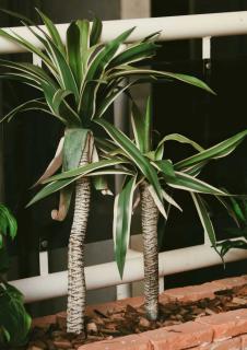 Potted Dracaena massangeana