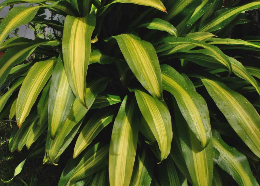 Kane Tree Dracaena massangeana - care, repotting, watering mass cane