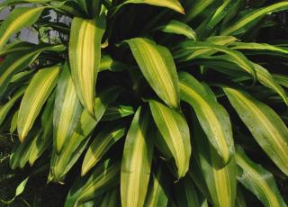 Watering Dracaena massangeana