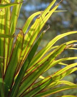 Brown leaf tips on dracaena marginata plant