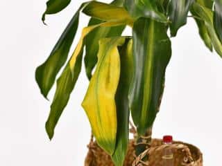 Dracaena yellow leaves