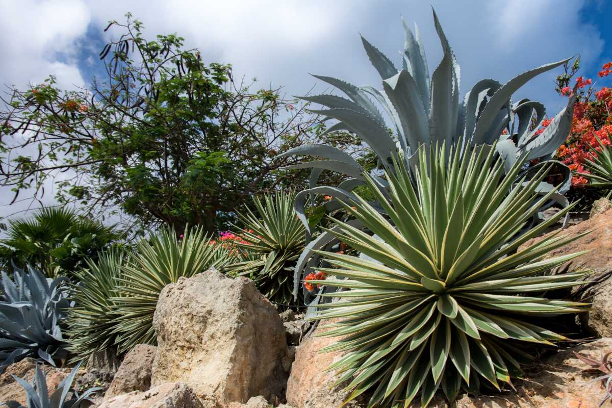 Dry garden landscaping