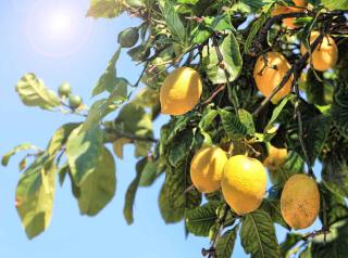 Orchard lemons provide both shade and fruits