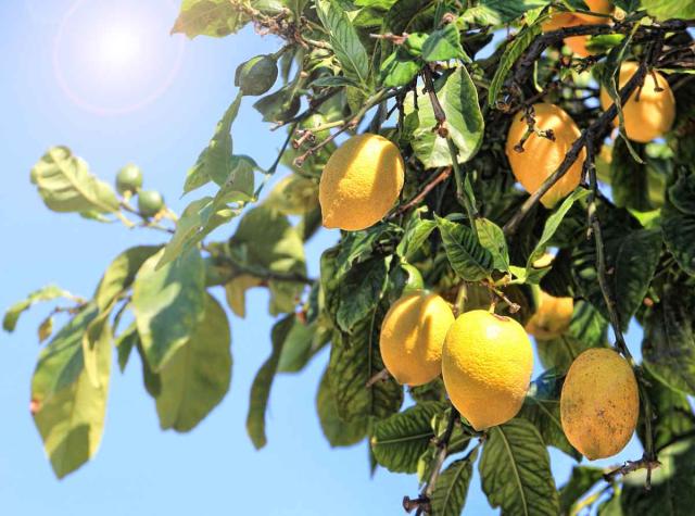 Orchard lemons provide both shade and fruits