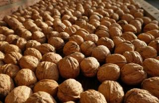 Dry walnuts on a tray in a single layer