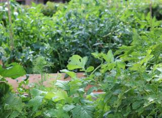 An effortless and abundant vegetable garden