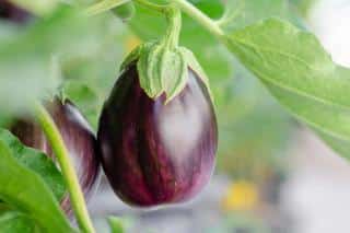 Caring for eggplant
