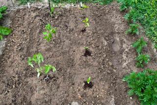 Direct sowing of eggplant in the growing bed