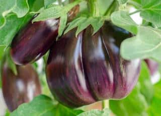 Fertilize your eggplant when the fruit setting starts