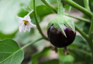 Prune eggplant to maximize the harvest